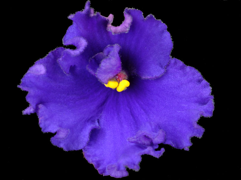 (image for) Apache Brave