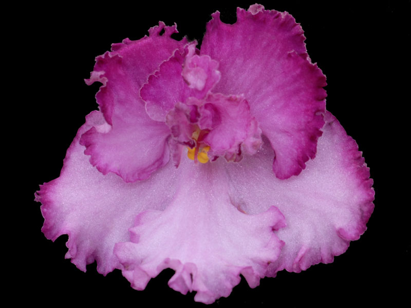 (image for) Apache Freedom