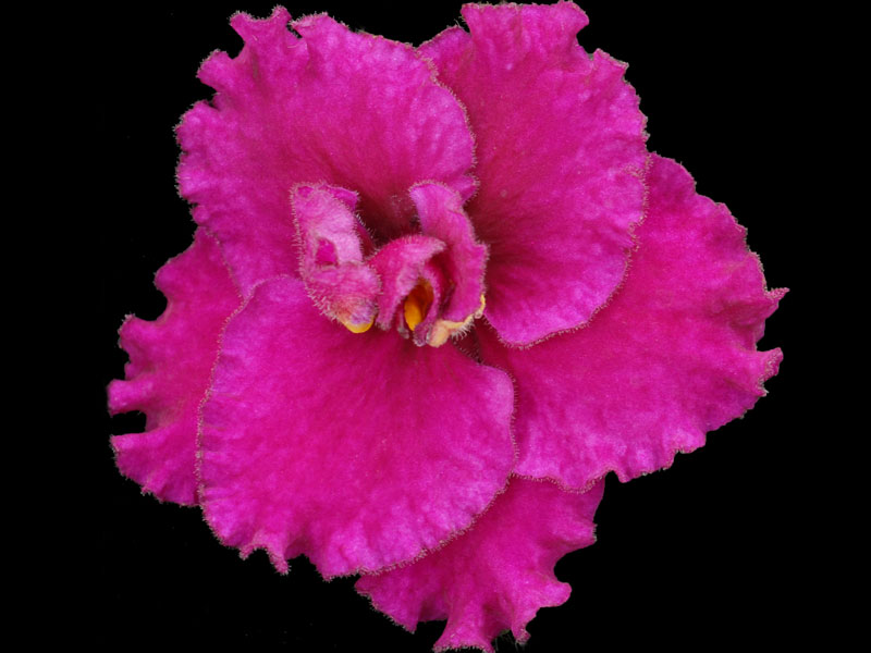 (image for) Apache Holiday