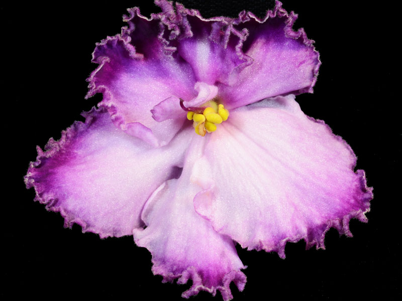 (image for) Apache Sunburst