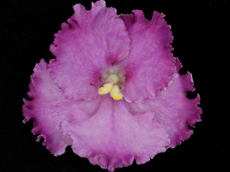 (image for) Apache Thunderbird