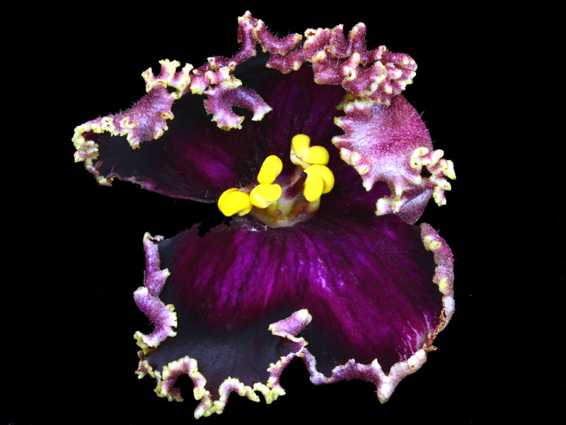 (image for) Arabian Night