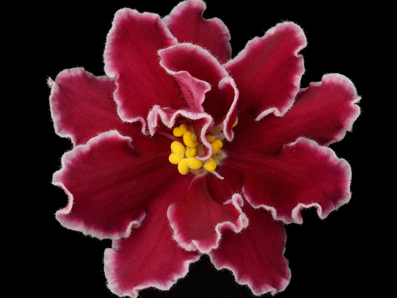 (image for) Arcturus