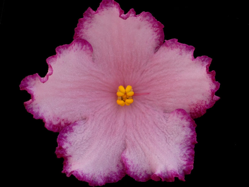 (image for) Austin's Smile