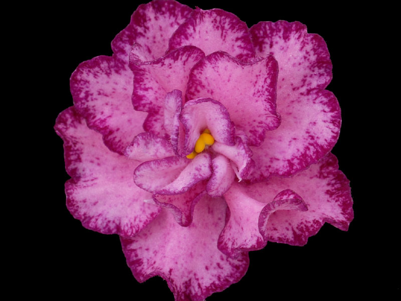 (image for) Buckeye Cranberry Sparkler