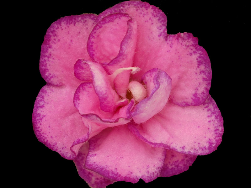 (image for) Berry Splash