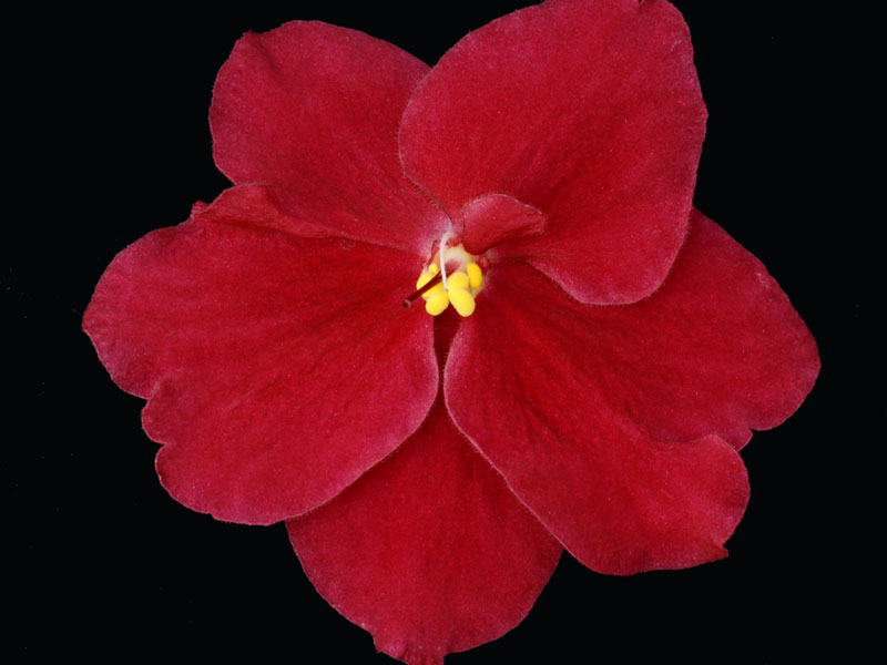 (image for) Bloodshot