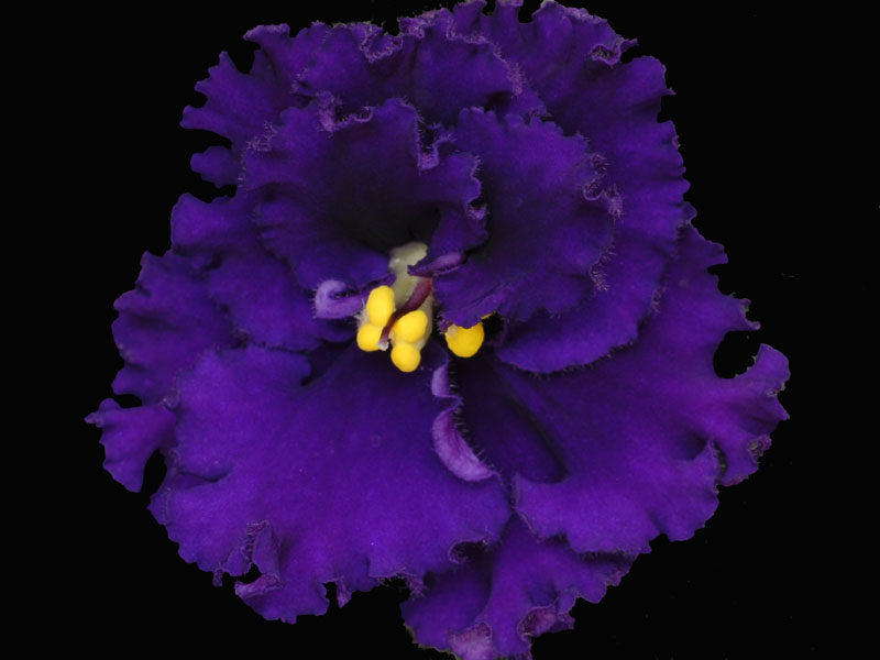 (image for) Blueberry Ruffles