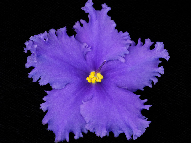 (image for) Brother's Bond