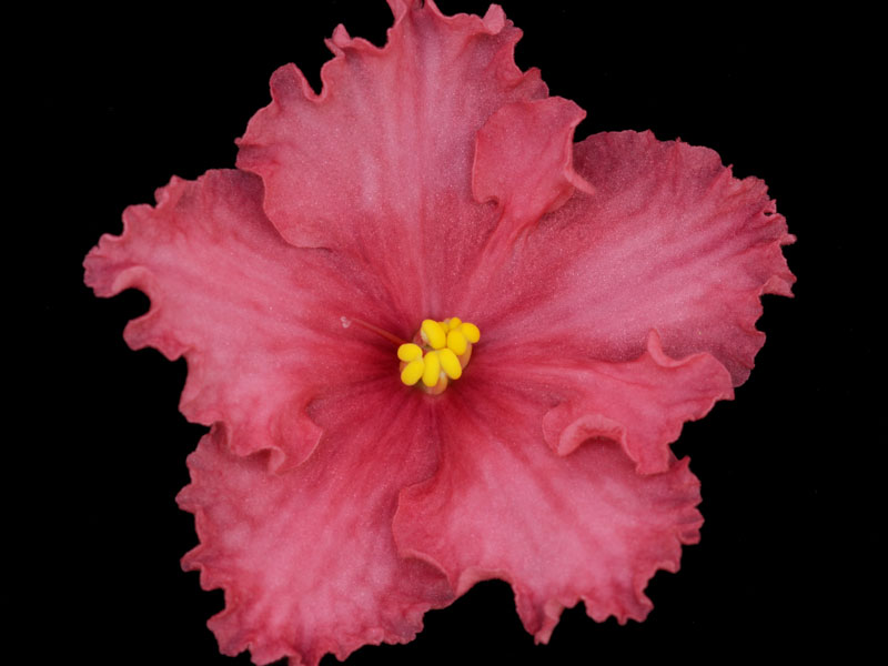 (image for) Buckeye Clockwork Orange