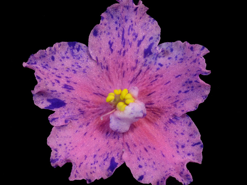 (image for) Buckeye Clownin' Around