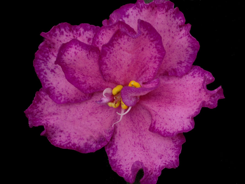 (image for) Buckeye Colossal