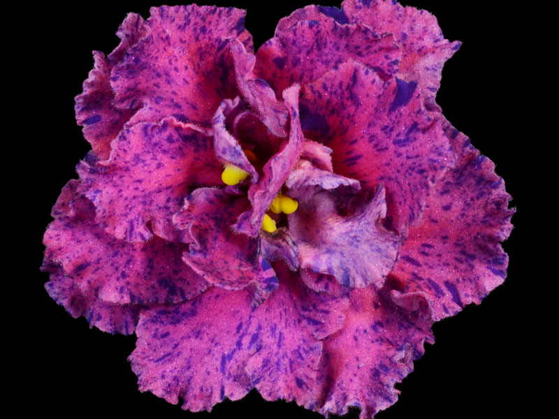 (image for) Buckeye Columbus Platinum