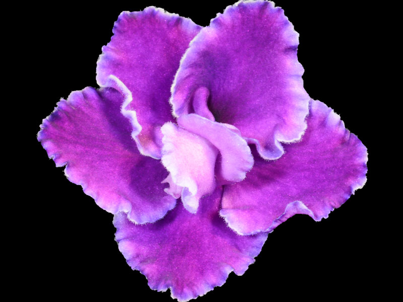 (image for) Buckeye Kissy Face