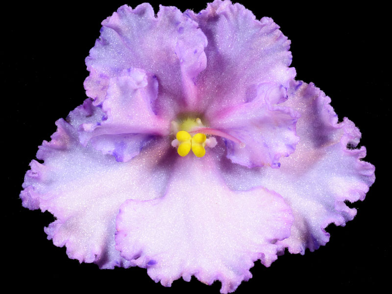 (image for) Buckeye Ticker Tape