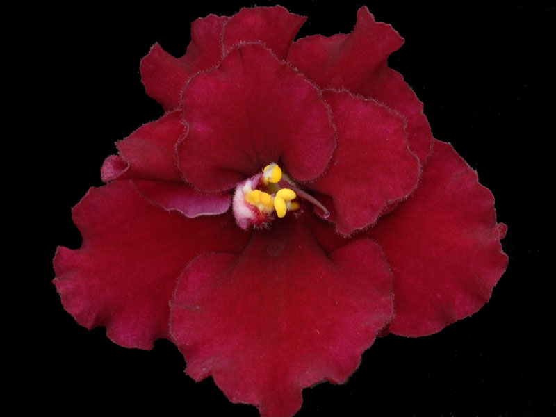 (image for) Buffalo Hunt