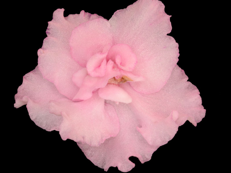 (image for) Cajun's Freckleface Kid