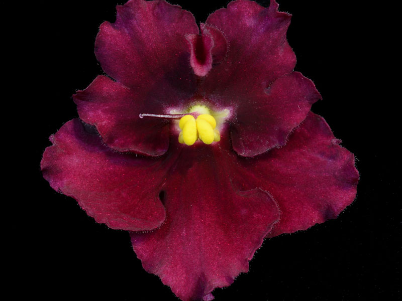 (image for) Cajun's Heart and Soul