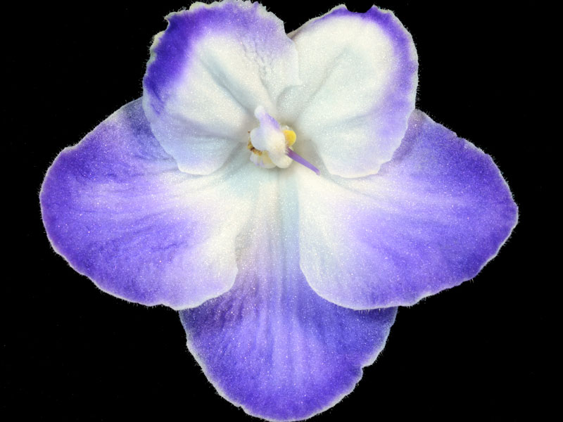 (image for) Cajun's Mystical Star