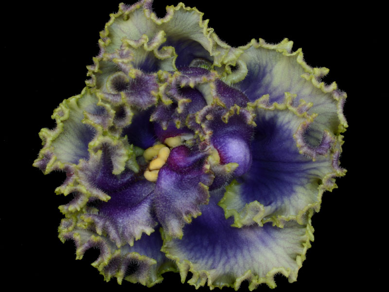 (image for) Cajun's Royal Jewels