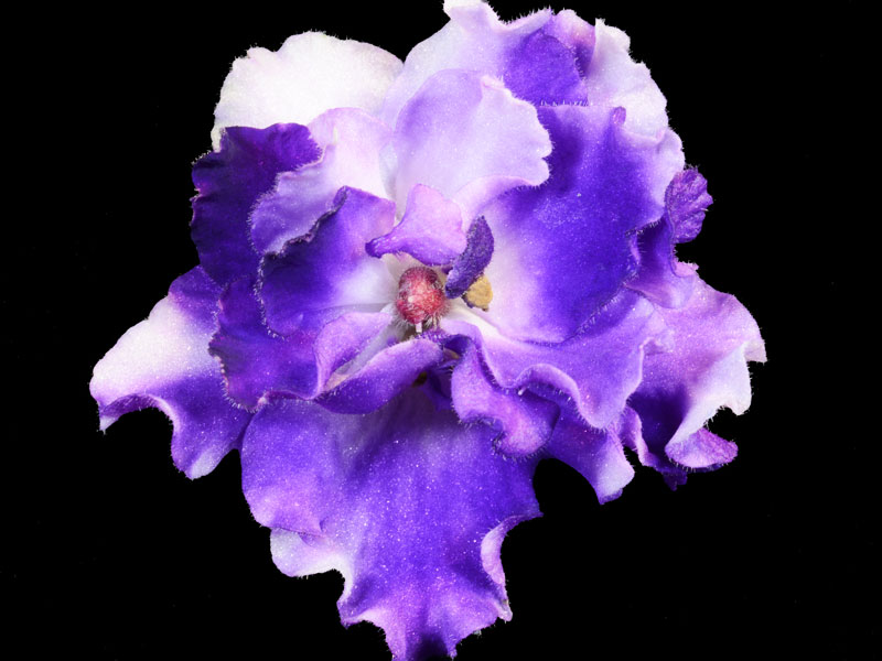 (image for) Cajun's Stardust