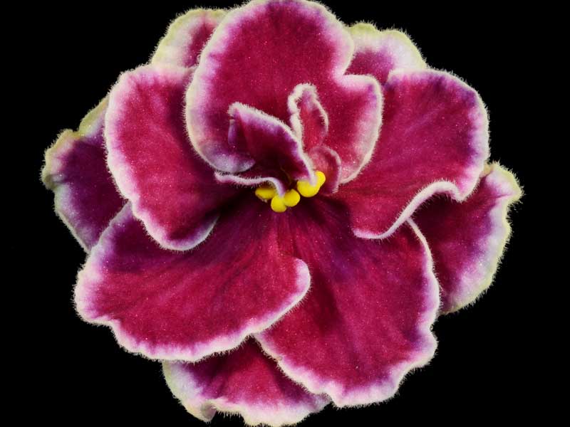 (image for) Candyman