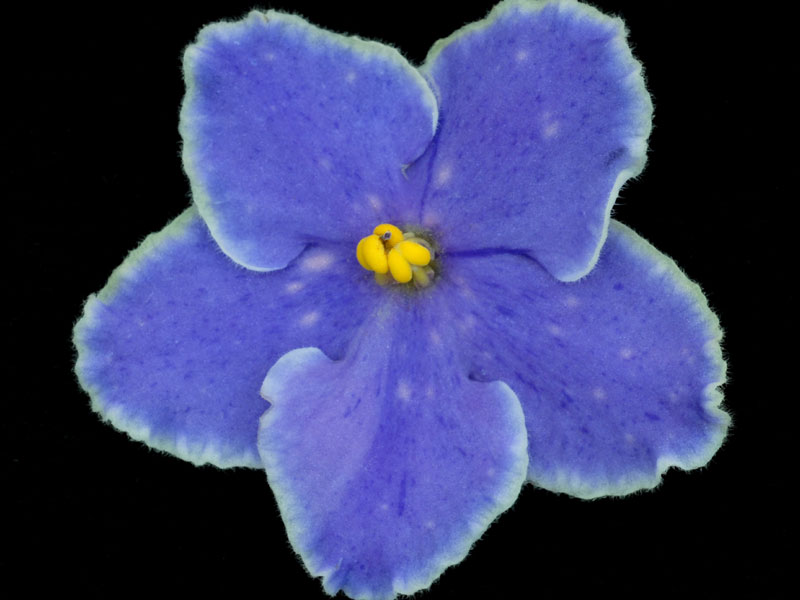 (image for) Carolina Airosa