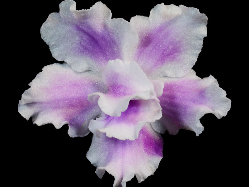 (image for) Carolina Oh Mama!