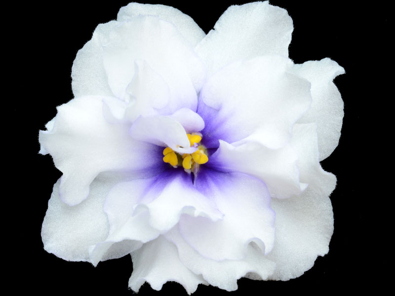 (image for) Cheyenne