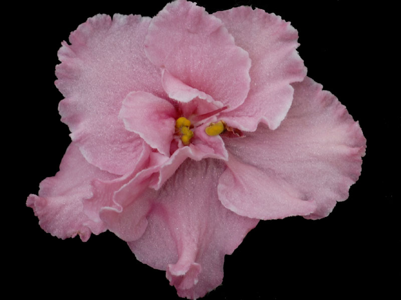 (image for) Chicago Flair