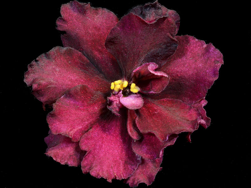 (image for) Cinnamon Candy