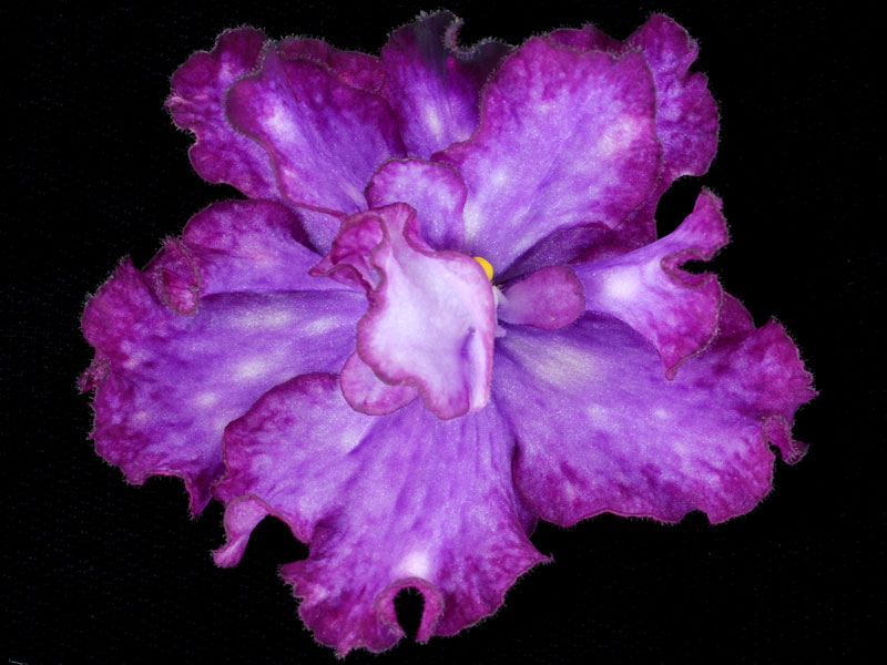 (image for) Circus Fascination