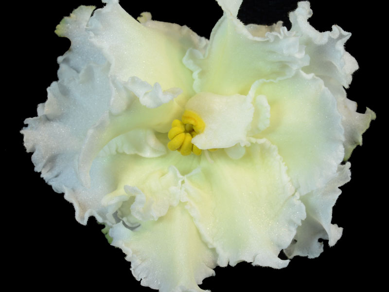 (image for) Citrus Splash