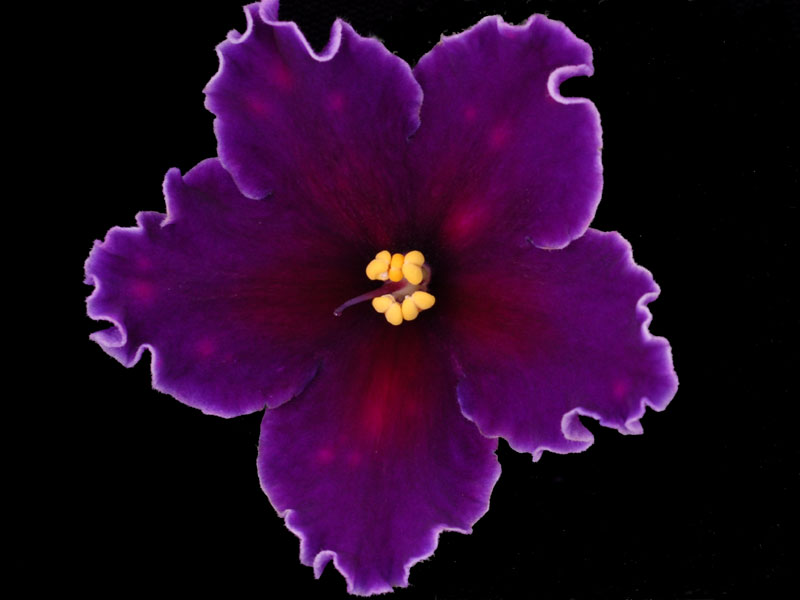 (image for) Cosmic Blast