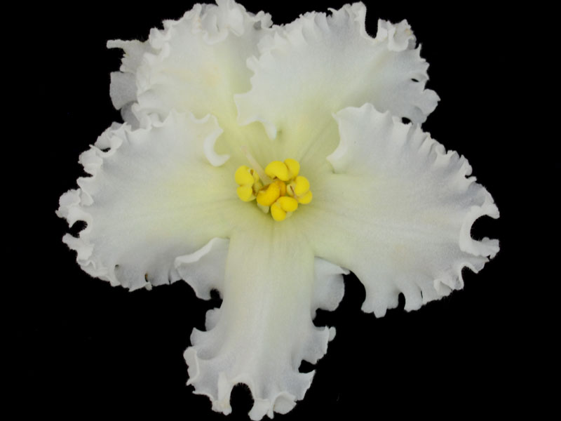 (image for) Desert Heat