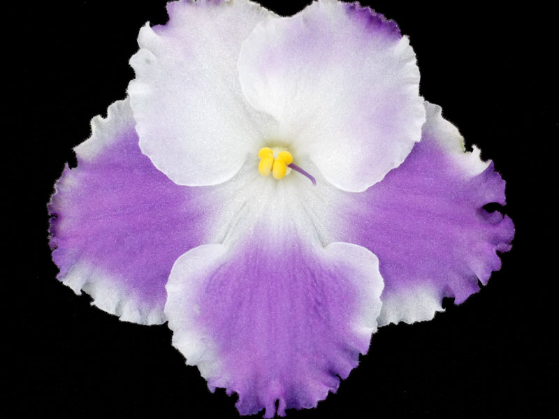 (image for) Dress Rehearsal