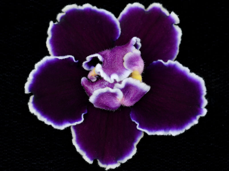 (image for) Edge of Darkness