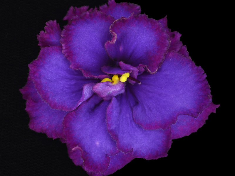 (image for) Evening's Descent