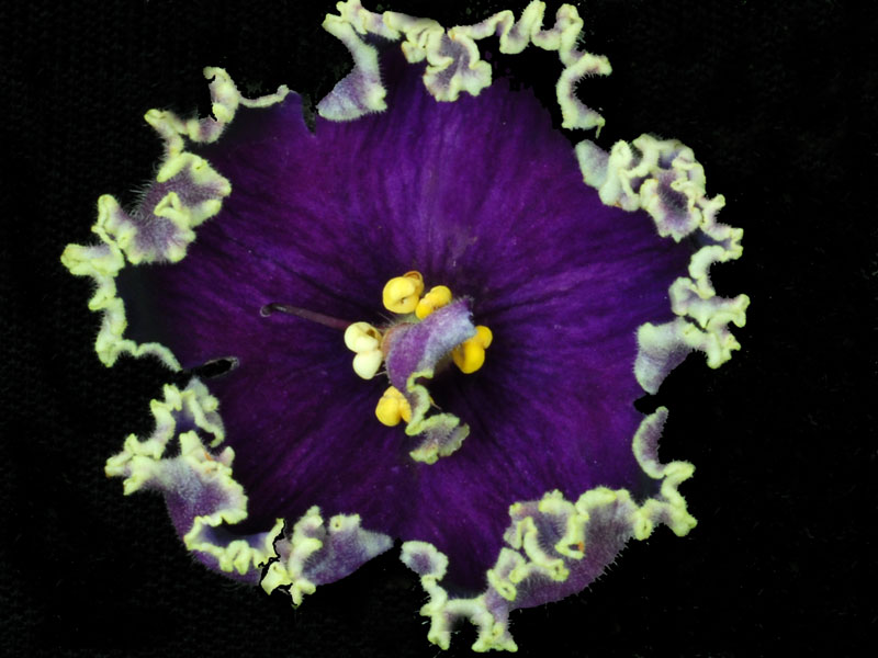 (image for) Evening Escort