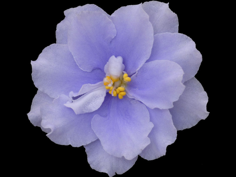 (image for) Faded Denim