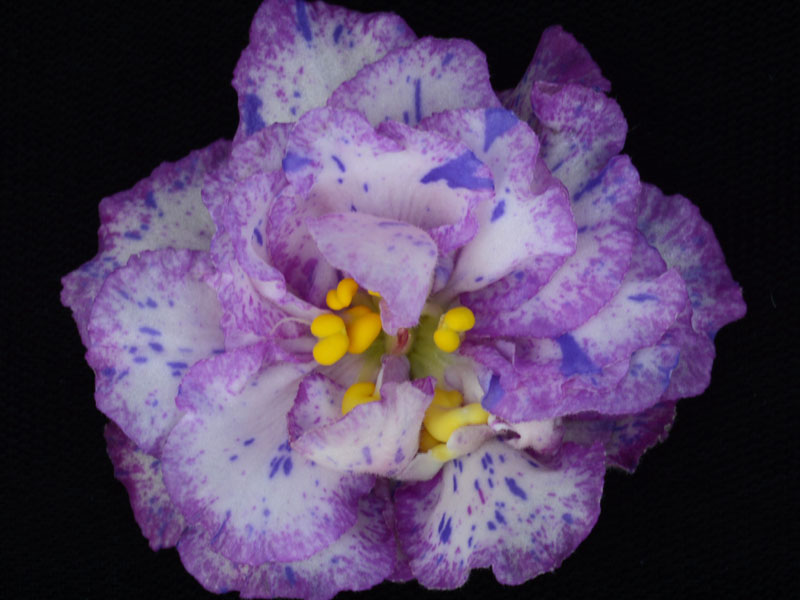 (image for) Fantasy Finale