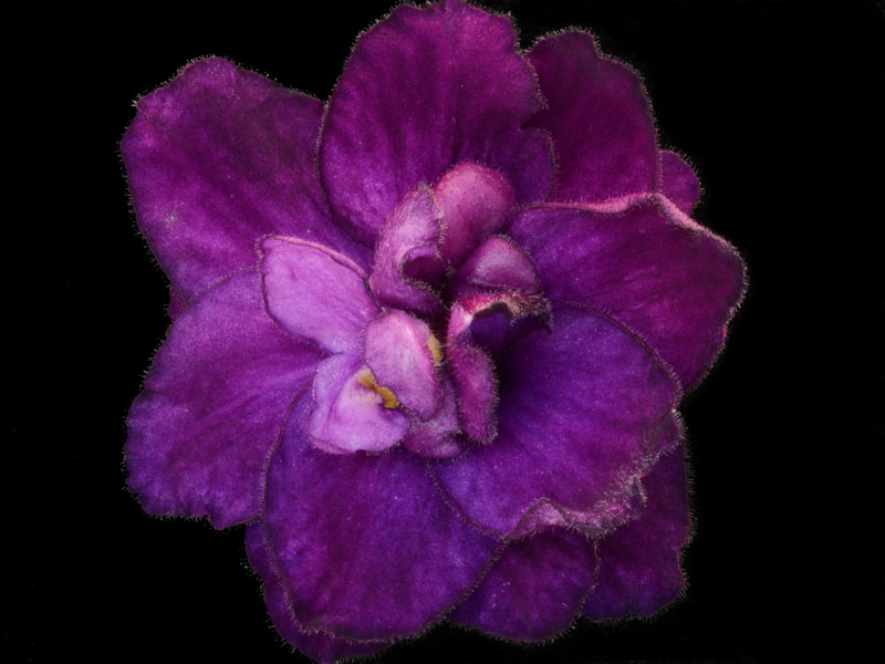 (image for) Fisherman's Paradise