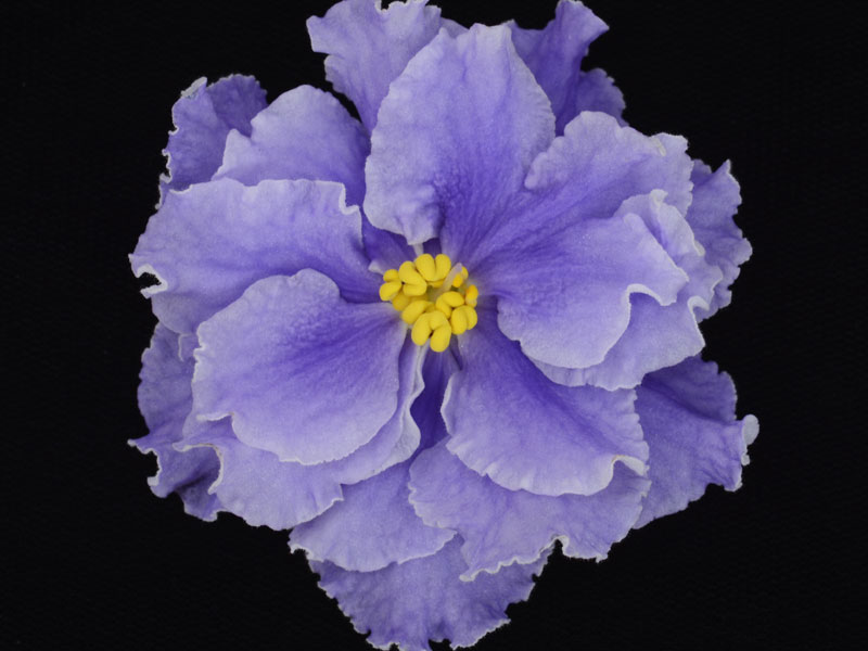 (image for) Forever Blue