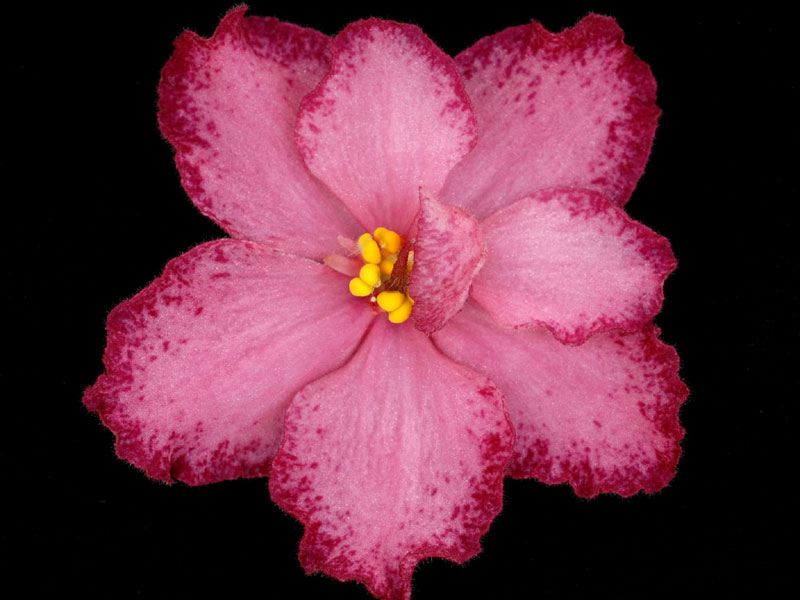 (image for) Frosted Brandy