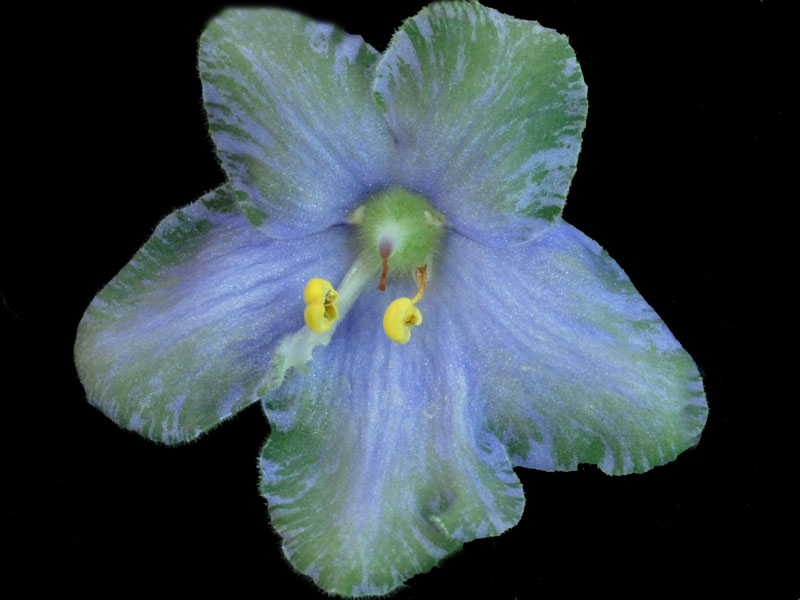 (image for) Frosty Frolic