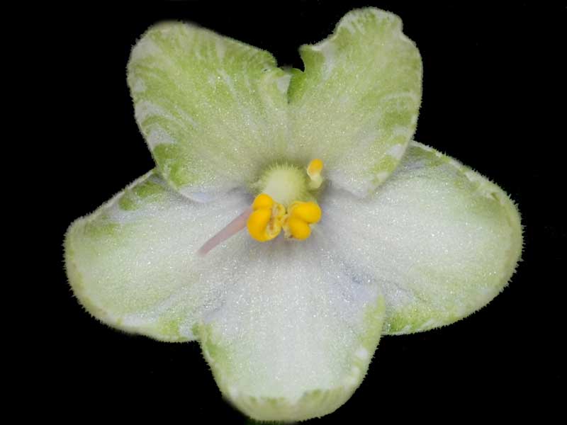 (image for) Frozen in Time