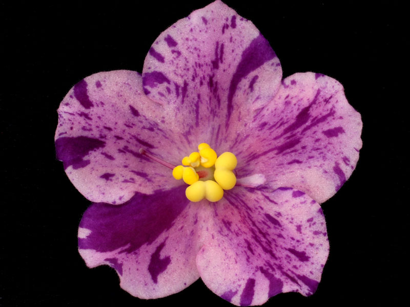 (image for) Geyser of Color