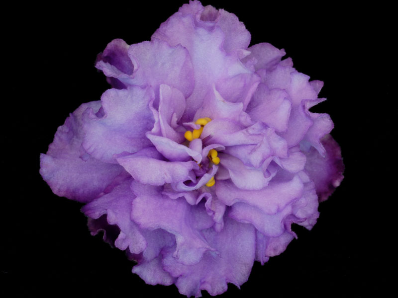 (image for) Hawaiian Cloud