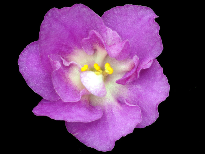 (image for) Hawaiian Pearl