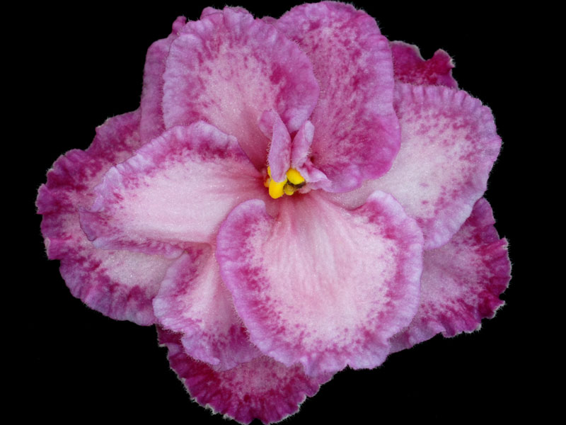 (image for) Heart's Aflutter